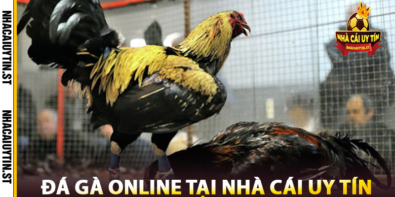 Lợi Ích Đá Gà Online Tại Nhà cái Uy tín